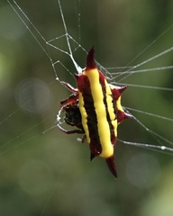 Gasteracantha fornicata