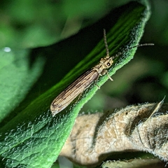 Tenomerga cinerea