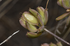 Lomatium