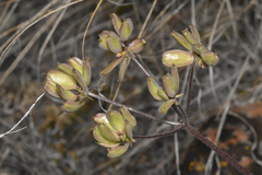 Lomatium