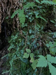 Conocephalum conicum