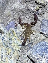 Pseudouroctonus santarita