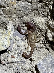 Pseudouroctonus santarita