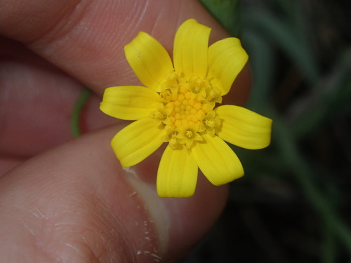 Image of Senecio gregorii by (c) Thomas Mesaglio, some rights reserved (CC BY)
