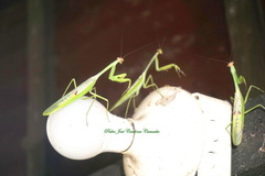 Stagmatoptera