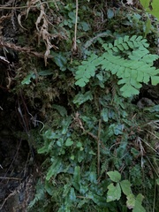 Conocephalum conicum