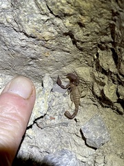 Pseudouroctonus santarita