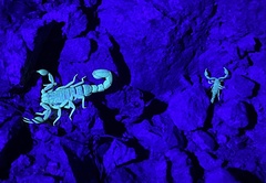 Pseudouroctonus santarita