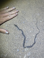 Masticophis bilineatus