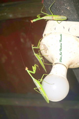 Stagmatoptera