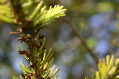 Arceuthobium pusillum