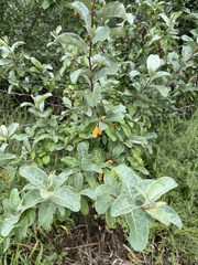 Elaeagnus umbellata