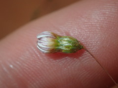 Podolepis capillaris