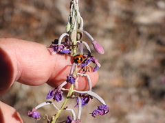 Coccinella monticola