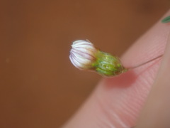 Podolepis capillaris