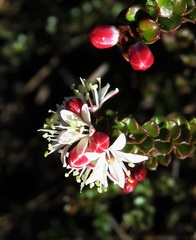 Leionema lamprophyllum