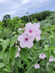 Ipomoea carnea