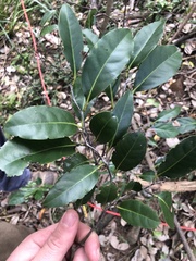 Diospyros fasciculosa