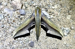 Xylophanes falco