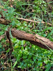 Asparagus asparagoides