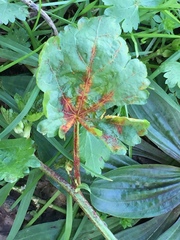 Synchytrium australe