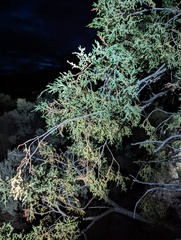 Juniperus scopulorum