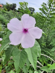Ipomoea carnea