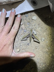 Xylophanes falco