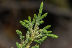 Juniperus scopulorum
