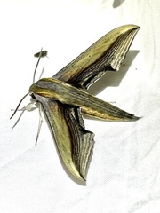 Xylophanes falco