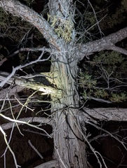 Juniperus scopulorum