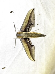 Xylophanes falco