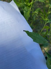 Microtechnites bractatus