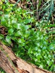Asparagus asparagoides