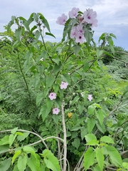Ipomoea carnea