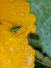 Diabrotica balteata