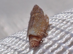 Scaphytopius acutus