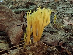 Clavulinopsis corniculata