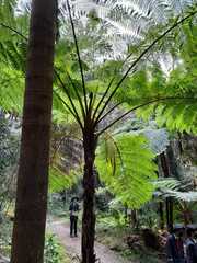 Cyathea