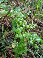 Asparagus asparagoides
