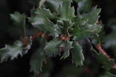 Quercus berberidifolia