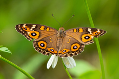 Junonia villida