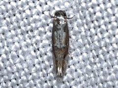 Tineidae clade b