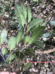 Diospyros fasciculosa