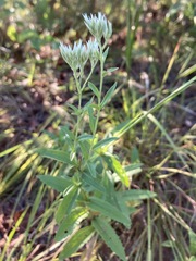 Eupatorium subvenosum