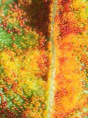 Synchytrium australe