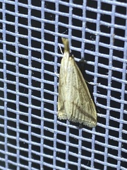 Donacaula melinellus