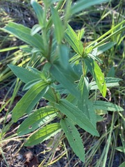 Eupatorium subvenosum