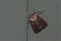 Lacinipolia renigera