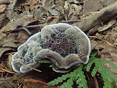 Phellodon niger